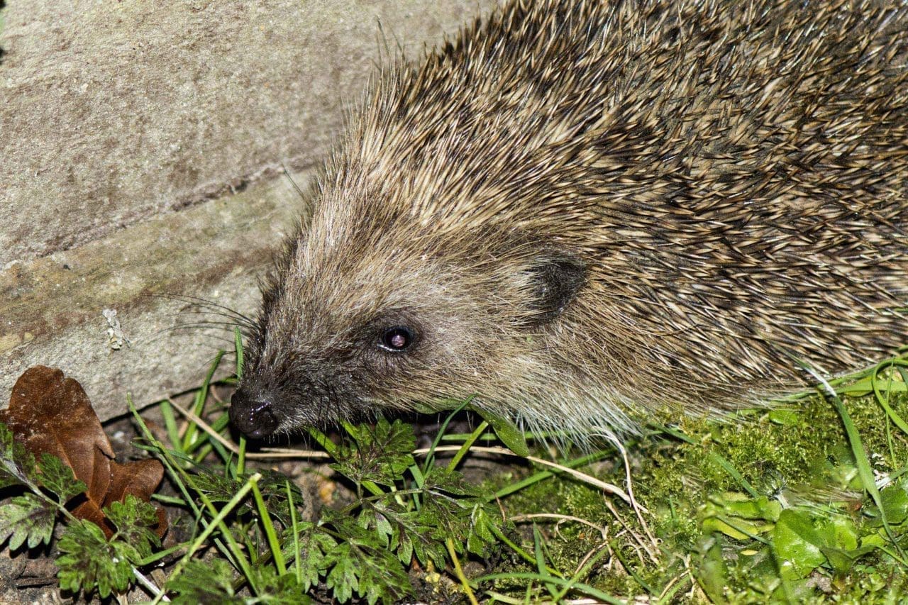 7 Hedgehog R 7 One of the few Hedgehogs that have appeared in our garden.
