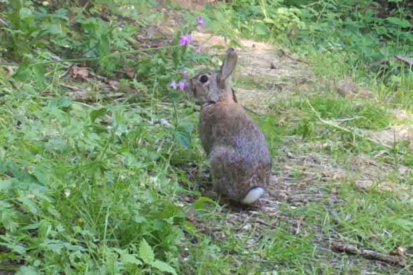 8 Rabbit R 8 Rabbits are common in our hedgerows.