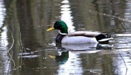 1 Mallard drake on pond