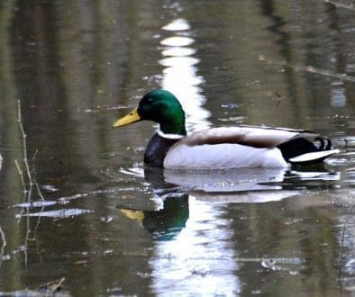 1 Mallard drake on pond
