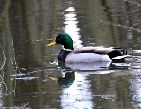 Wildlife Blog by Ron Allen 30 November 2023