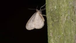 1 Winter moth on fence post 15 Dec 2023