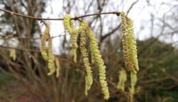 1 Hazel catkins by village hall_240174754