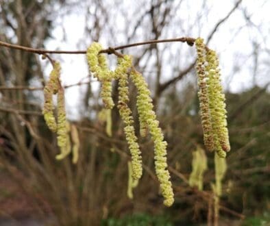 1 Hazel catkins by village hall_240174754