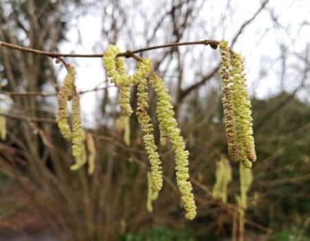 Wildlife Blog by Ron Allen 29 February 2024