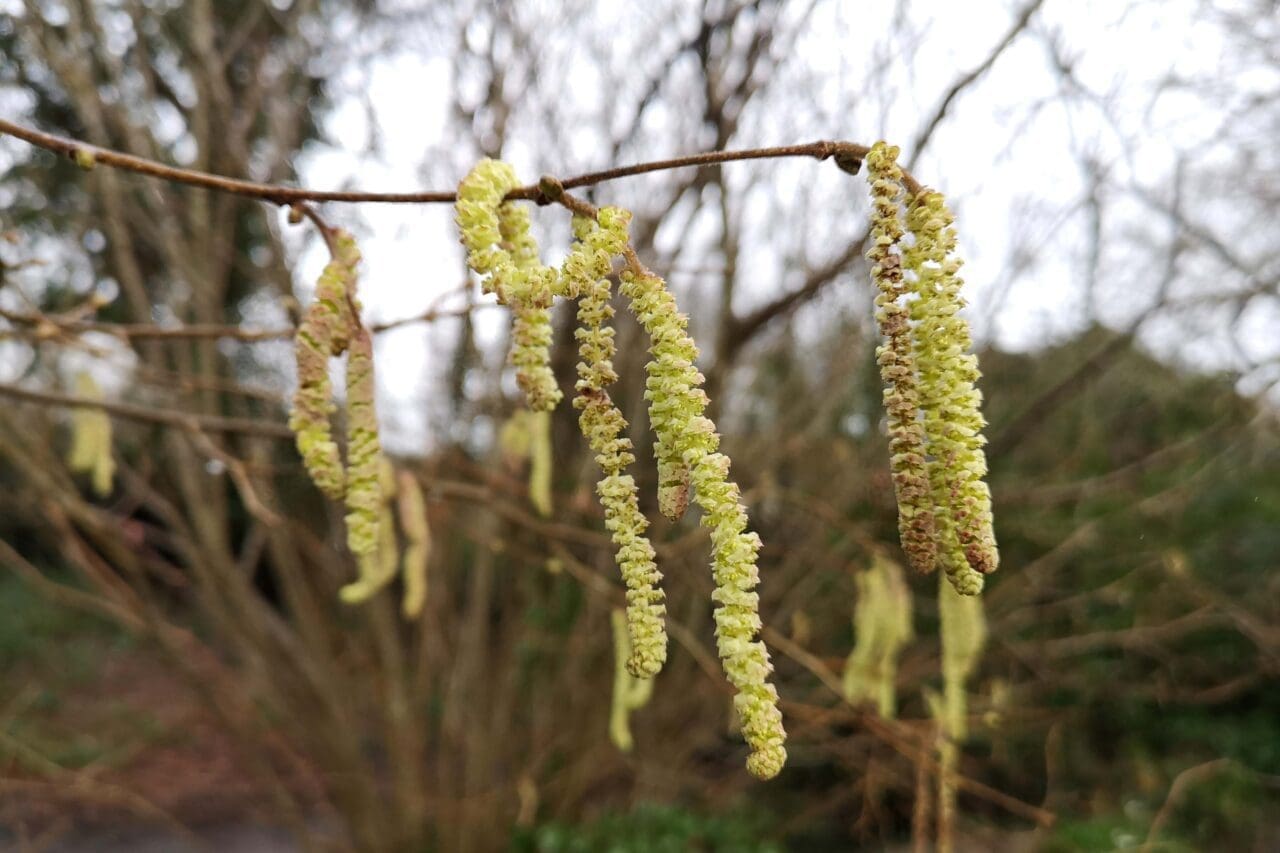1 Hazel catkins having just shed their pollen into the wind (by the village hall).