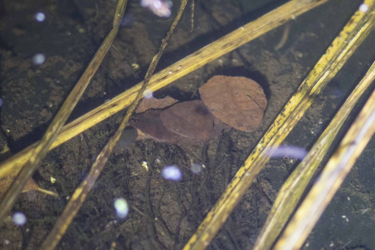 17 Aquatic caddis fly case made up of leaf fragments.