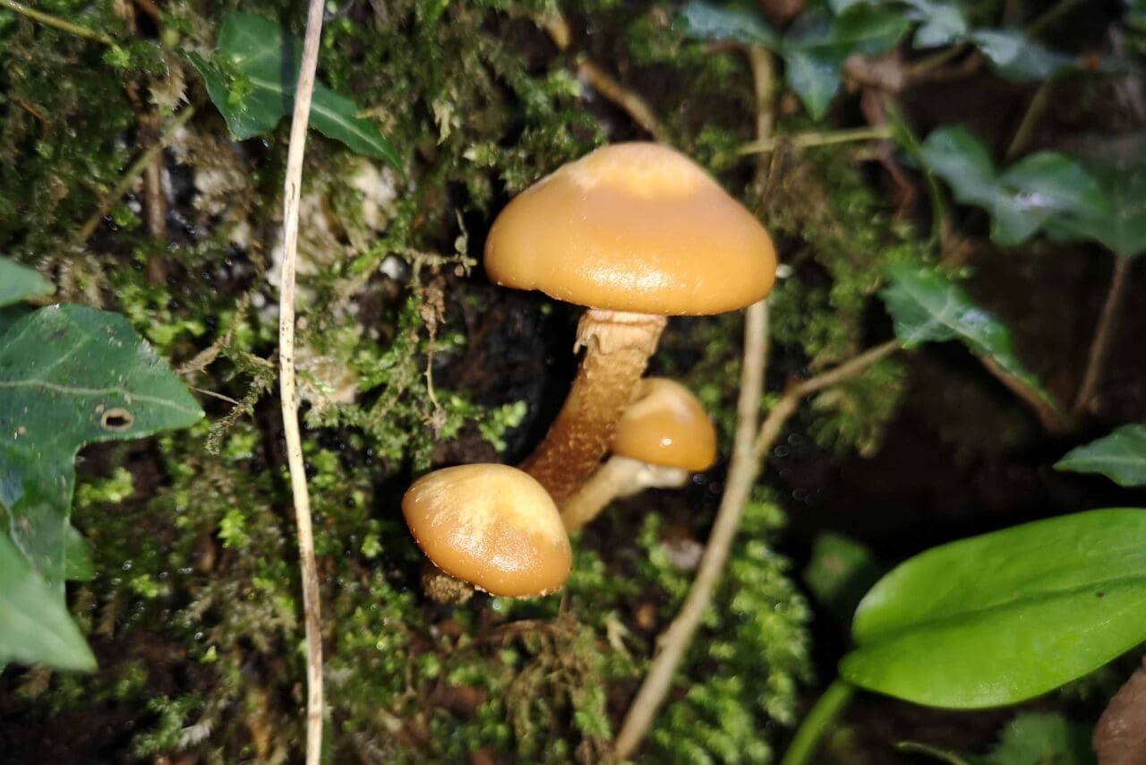 18 Sheathed woodtuft fungus, Kuehneromyches mutabilis, growing out of a log at the end of our garden.