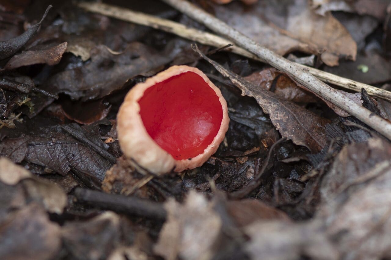 20 Elf cup end of garden 12Febr2024_240174754