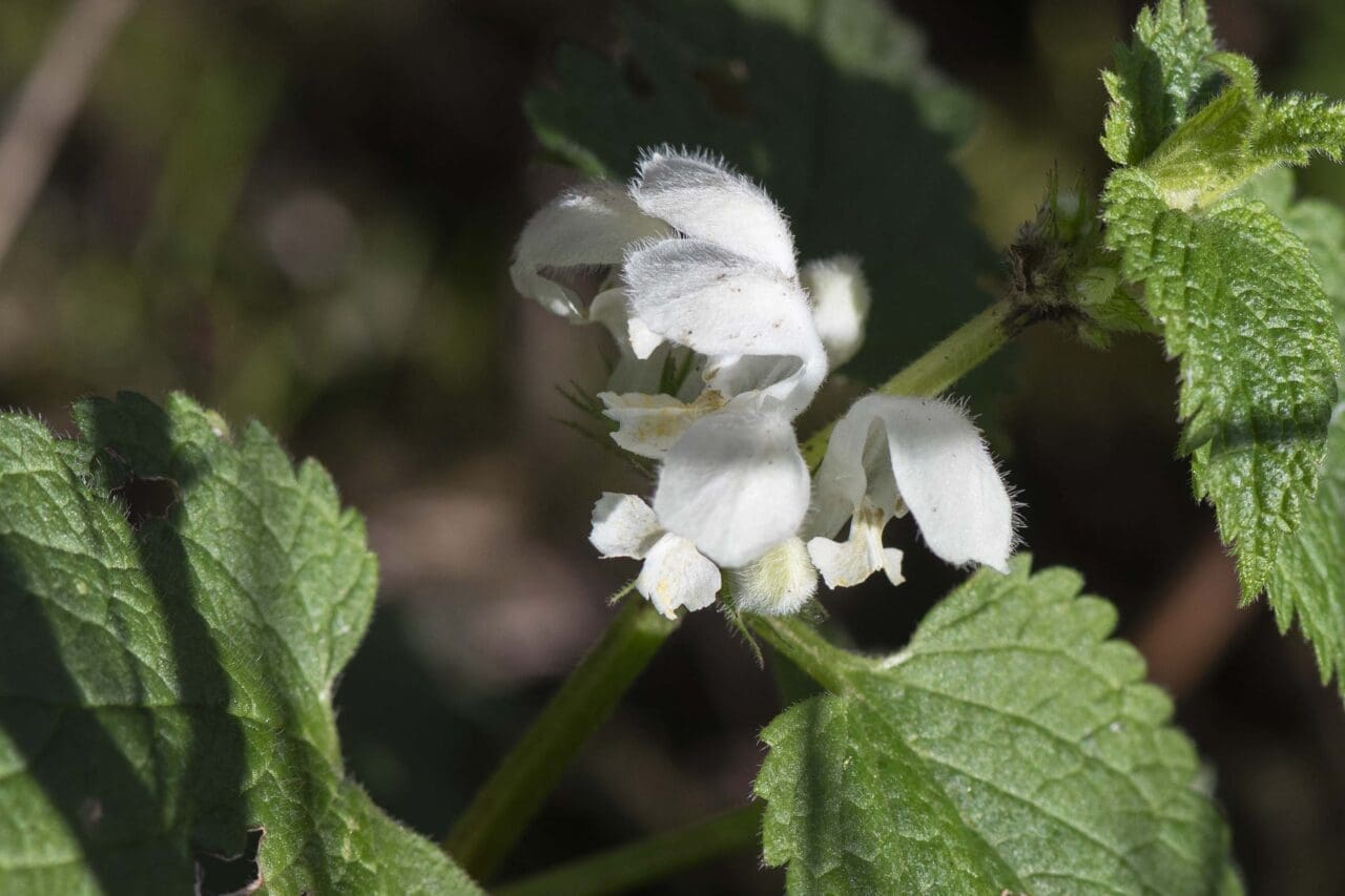 5 White dead nettle (white archangel) on the village green.