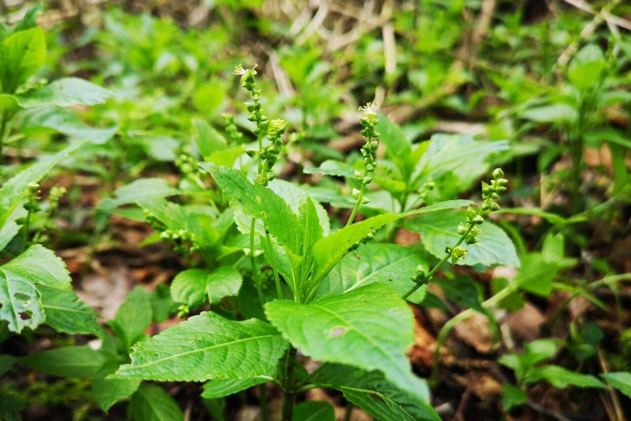 6 Dog’s mercury in flower.