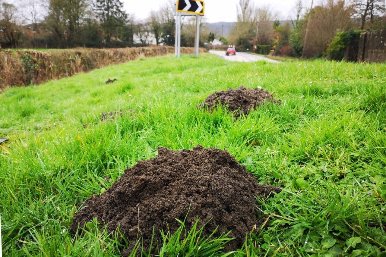 9 Fresh mole hills on the verge between Red House corner and the New Buildings Farm access.