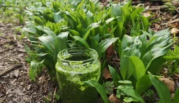1 Wild garlic and pesto