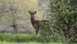 16 Roe deer ears fwd 9Apr2024