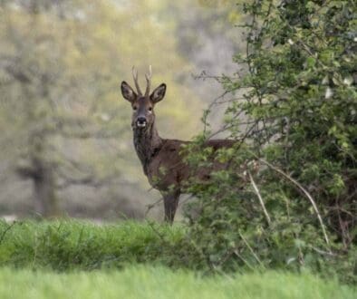 16 Roe deer ears fwd 9Apr2024
